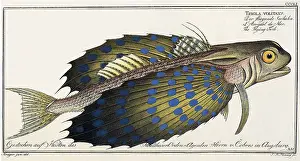 Upward: Flying Gurnard