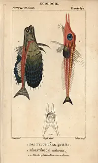 Volitans: Flying gurnard, Dactylopterus volitans, and