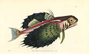 Volitans: Flying gurnard, Dactylopterus volitans