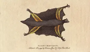Naturalists: Flying maucauco or Philippine flying lemur