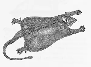Opossum: FLYING OPOSSUM (BEWICK)