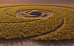 Wheat: A flying saucer and a grey alien in a crop circle