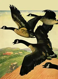 Burger: Flying Snow Geese