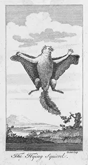 1730: FLYING SQUIRREL