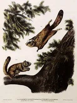 Folds: Flying Squirrel