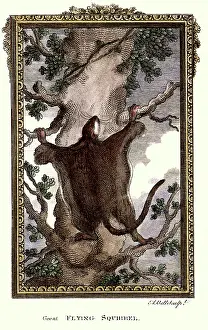 Folds: Flying Squirrel