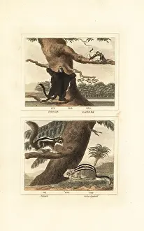 Quadrupeds: Flying squirrel, hairy long-eared bat, palm squirrel