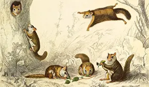 Acorns: Flying Squirrel (Sciuropterus americanus)