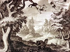 Nicolaes: Flying squirrel, Siberia, Russia