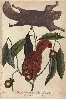Sibly: Flying squirrel and striped squirrel, Glaucomys