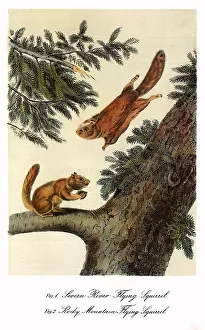 Alpinus: Flying Squirrels