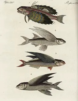 Volitans: Flyingfish varieties