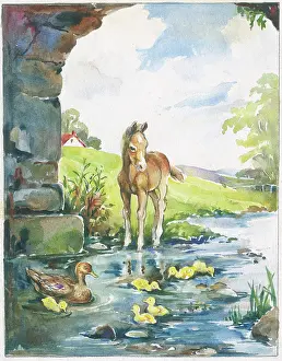 Orton: Foal, duck and ducklings in stream under bridge