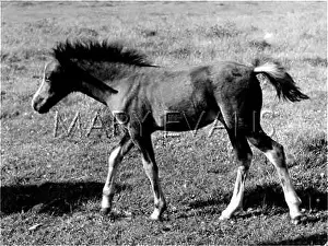 Trots: FOAL IN FIELD