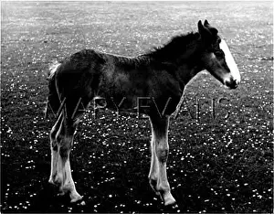 Lightest: FOAL IN FIELD