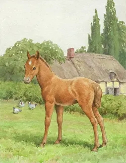 Hopking: Foal and hens in meadow with cottage behind