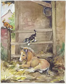 Orton: Foal and two Kittens