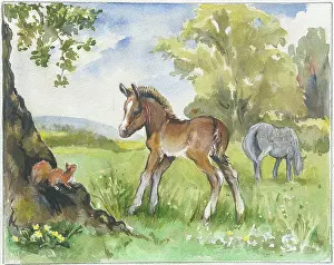 Orton: Foal looking at a red squirrel
