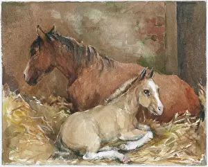 Orton: Foal lying down with mare in stable