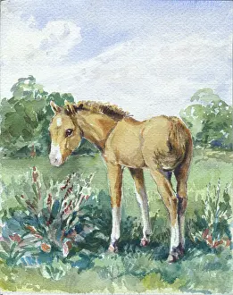 Orton: Foal in a meadow