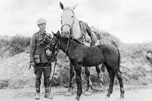 Ridge: A foal named Vimy, born during WW1