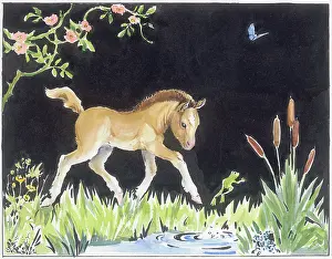 Orton: Foal beside a pool with jumping frog