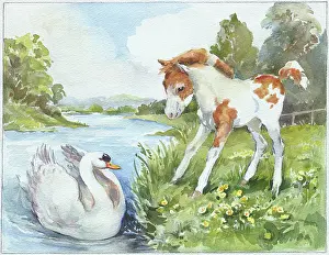 Orton: Foal on river bank looking at a swan