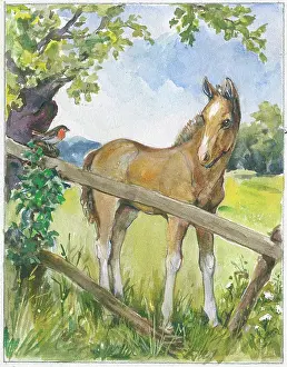 Orton: Foal with robin on fence