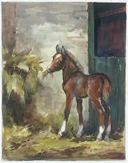 Orton: Foal in a stable eating hay