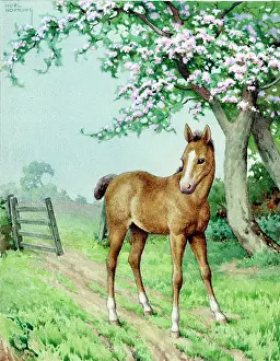 Foals: A Foal with a tree in blossom