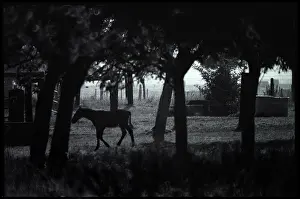 Amongst: Foal amongst trees, Normandy