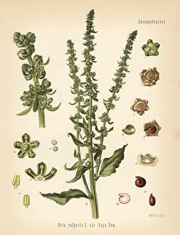 Beta: Fodder beet, Beta vulgaris var. rapa