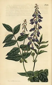 Orientalis: Fodder galega or eastern galega, Galega orientalis