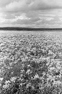 Chukotsky: Fodder meadows