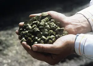Fodder: Fodder procurement starts in Kursk Region, 1986