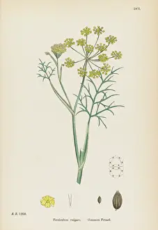 Vulgare: FOENICULUM VULGARE