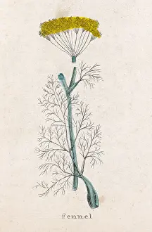 Vulgare: FOENICULUM VULGARE