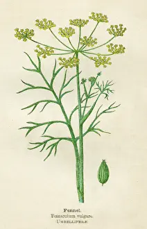 Vulgare: FOENICULUM VULGARE