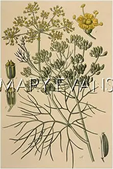 Fennel: FOENICULUM VULGARE