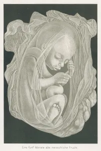 Foetus: FOETUS AT 5 MONTHS