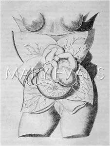 Foetus: FOETUS BEFORE BIRTH