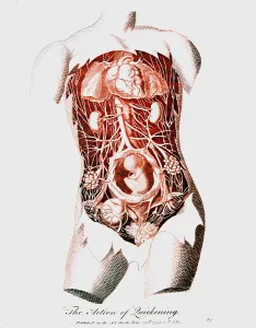 Felt: Foetus in uterus at time of quickening (16-18