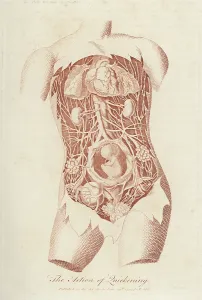 Foetus: FOETUS IN THE WOMB