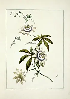 1768 1795: Folio 11 from A Collection of Flowers by John Edwards
