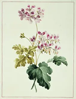 1768 1795: Folio 19 from A Collection of Flowers by John Edwards