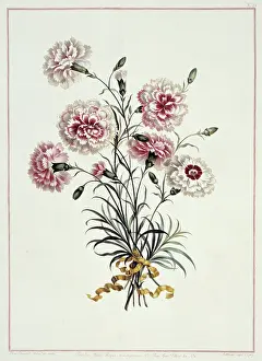 1768 1795: Folio 23 from A Collection of Flowers by John Edwards