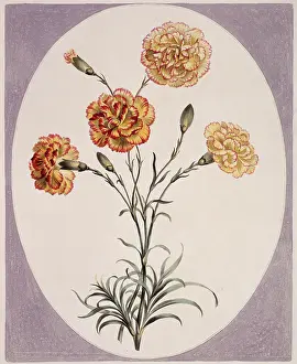 1768 1795: Folio 38 from A Collection of Flowers by John Edwards