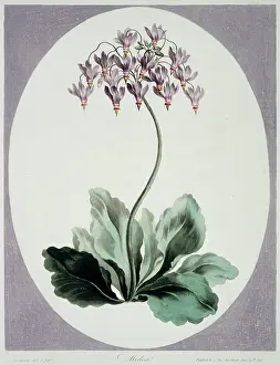 Asterid: Folio 57 from A Collection of Flowers by John Edwards