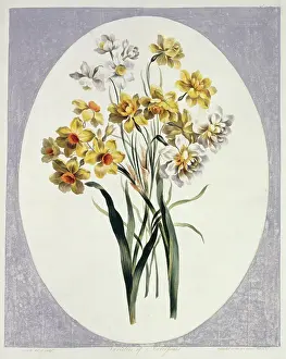 Petal: Folio 65 from A Collection of Flowers by John Edwards