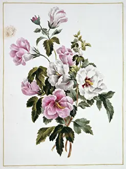 Petal: Folio 69 from A Collection of Flowers by John Edwards
